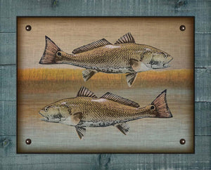 Redfish And Marsh - Board Mounted Canvas Print